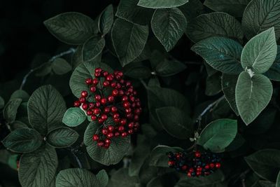 Close-up of berries growing on plant