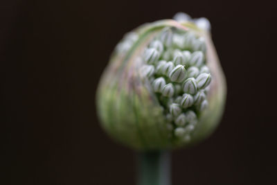 Close-up of plant