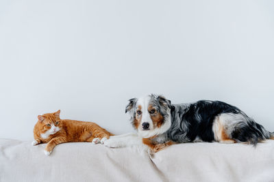 Dogs on white background