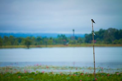 Bird on field by lake against sky