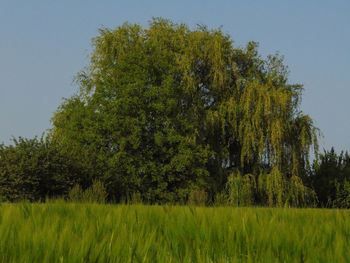 Trees growing on field against sky