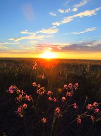 Scenic view of poppy blooming on field against sky during sunset