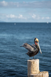 Close-up of gray heron perching on sea against sky