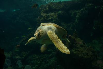 View of a turtle underwater