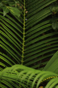 Close-up of palm leaves