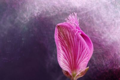 Close-up of pink rose flower