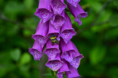 Close-up of purple flowers blooming outdoors