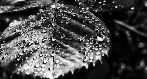 Close-up of wet flower