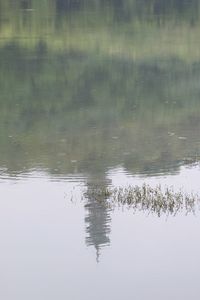 Reflection of plants in lake