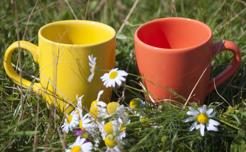 Close-up of yellow flower with grass