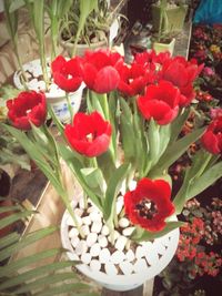 Close-up of red flowers