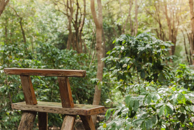 Bench in forest