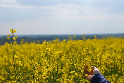 Cropped hand touching flower on oilseed rape field