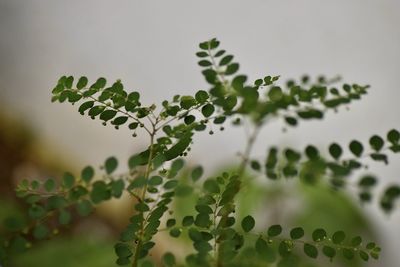 Close-up of green plant