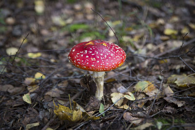 Close-up of fly agaric mushroom on field