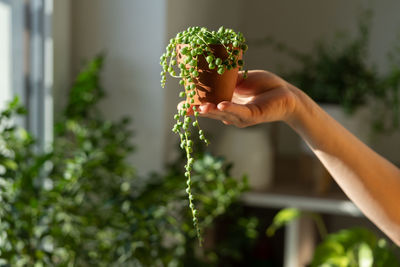 Female hand holding small terracotta pot with senecio rowleyanus home interior on blurred background