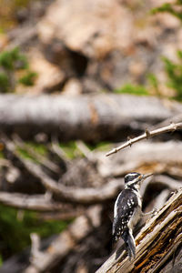 High angle view of a horse