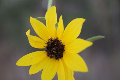 Close-up of yellow flower