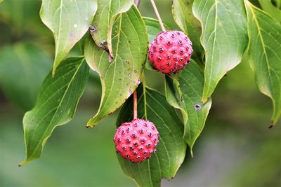 Close-up of strawberry growing on plant