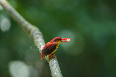 Close-up of bird perching on a branch