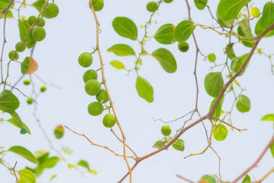 Low angle view of leaves against sky