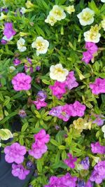 High angle view of pink flowering plants