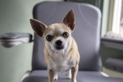 A chihuahua looking into the camera while sitting in an arm chair