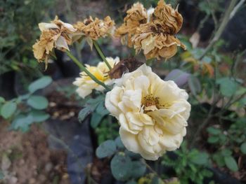 Close-up of white flowering plant