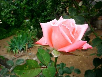 Close-up of pink rose