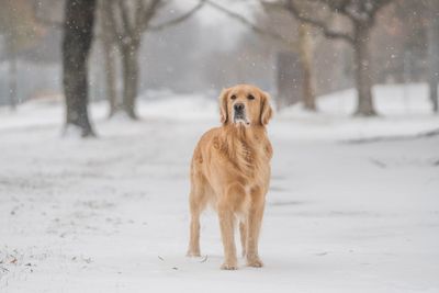 Dog on field during winter