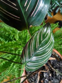 High angle view of plant growing on field