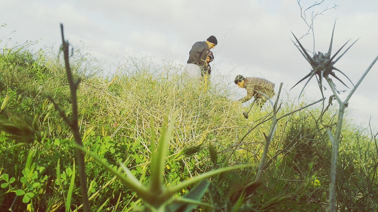 growth, nature, real people, field, beauty in nature, plant, day, outdoors, landscape, sky, tree, one person, agriculture, grass, men, scarecrow