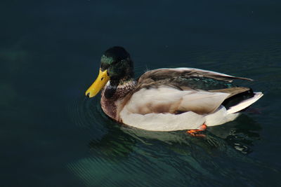 High angle view of duck swimming in lake