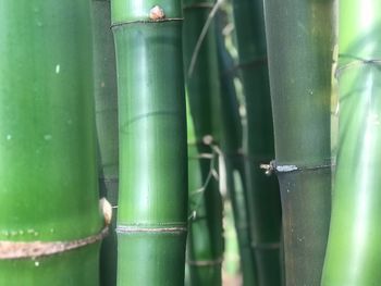 Close-up of bamboo plant