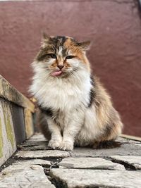 Cat sitting on footpath against wall