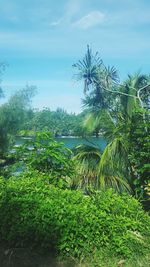 Scenic view of palm trees against sky