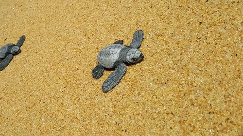 High angle view of lizard on sand at beach