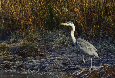 High angle view of gray heron perching on lake