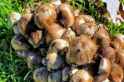 Close-up of mushrooms