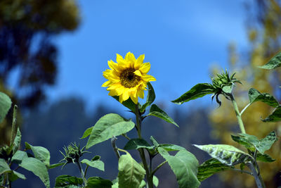 Close-up of yellow flowering plant against sky