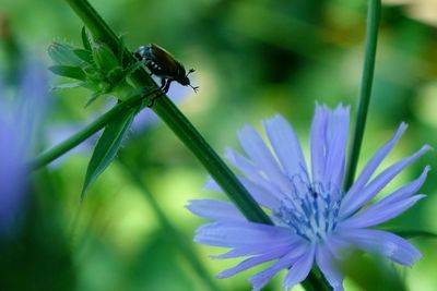 Close-up of insect on purple flower