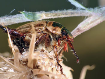 Close-up of insect