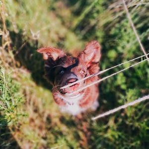 Close-up of a reptile on a field