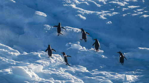 Birds flying over snow covered landscape