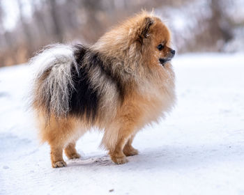 Portrait of a little spitz on a walk in winter