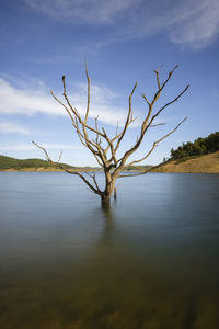 Bare tree by lake against sky