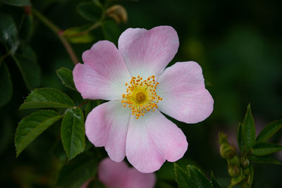 Close-up of pink flower and leaves