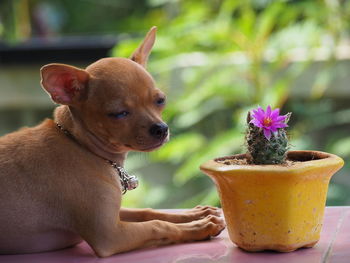 Close-up of small dog in potted plant