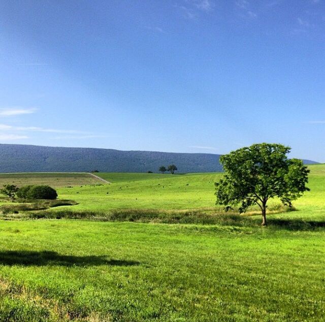 SCENIC VIEW OF AGRICULTURAL FIELD AGAINST BLUE SKY