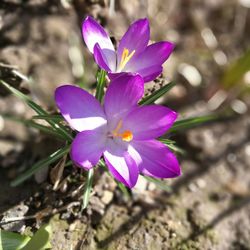 Close-up of crocus blooming outdoors